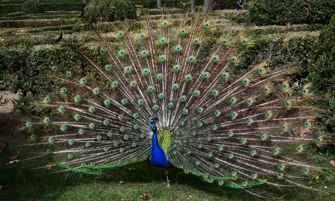 Pavo Real en los jardines de Aranjuez